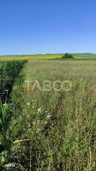 Teren de 25920 mp, în Șura Mică
