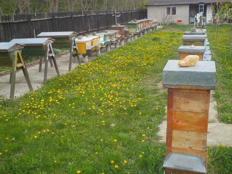 Casă cu 5 camere cu Teren 2100 Mp în Ordoreanu