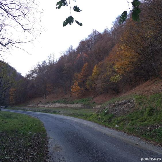 Teren de 9310 mp, în Poiana Mărului