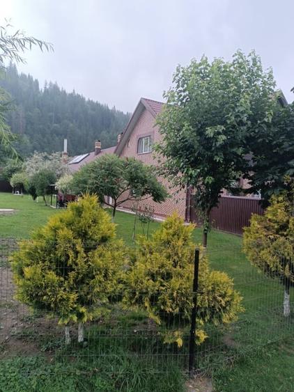 Casa individuala, teren 5200mp, oportunitate de investitie, Brodina - 3