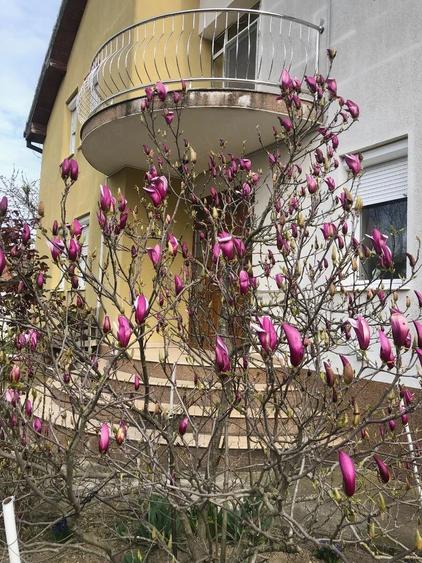 Casă cu 1 camere cu Teren 3000 Mp în Cicir