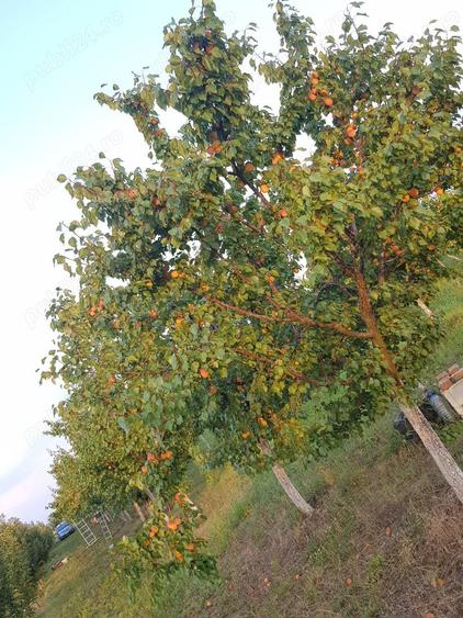 Teren de 25000 mp, în Central