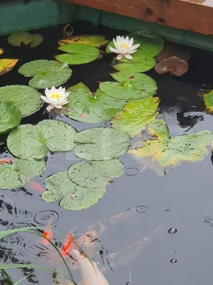 Casă individuală cu 8 camere cu Canalizare în Titulescu