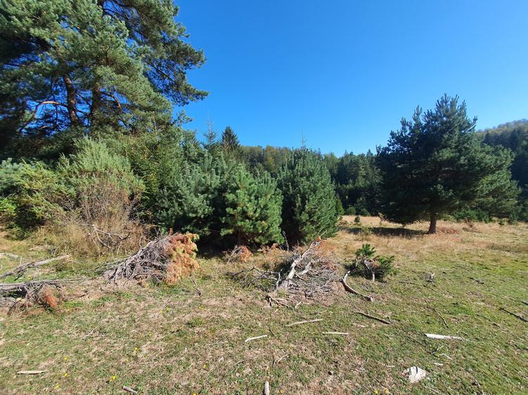 Teren Construcții intravilan de 1810 mp, în Brebina
