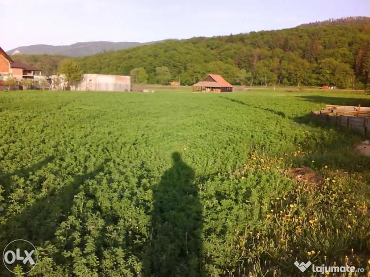 Teren 1381 mp intravilan Cristian jud Brasov - 2