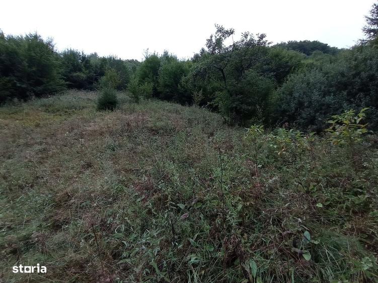 Teren de 32000 mp, în Rusca