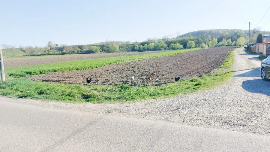 Teren de 10000 mp, în Blăgești