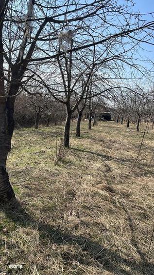 Teren de 4900 mp, în Păulești
