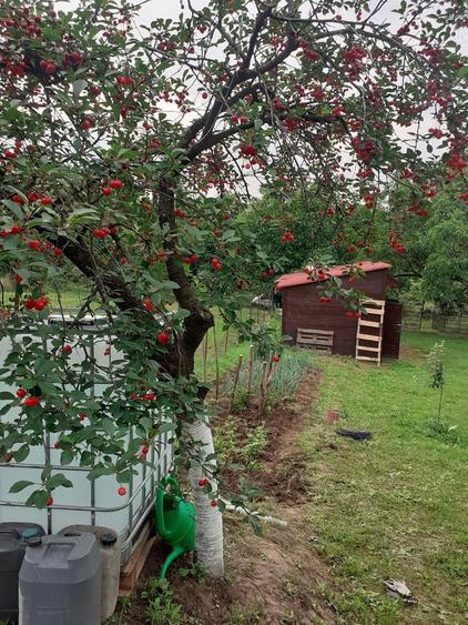 Teren de 1130 mp, în Săldăbagiu de Munte