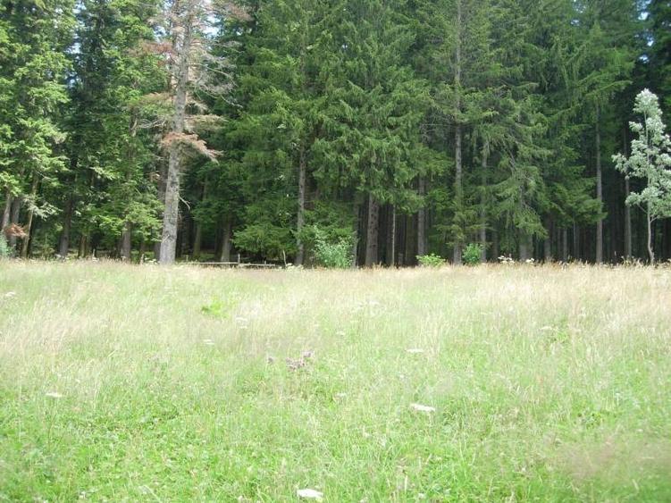 Teren intravilan de 3872 mp, în Zamora