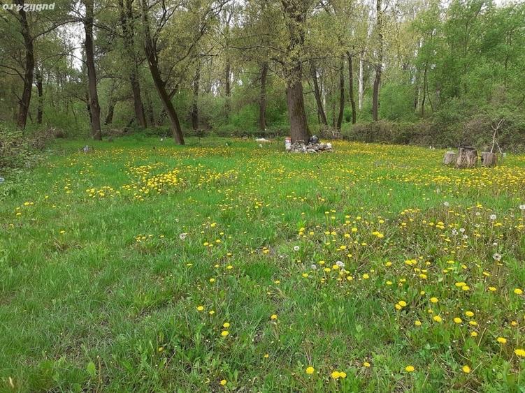 Teren de 750 mp, în Bujoreni