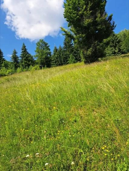Teren de 67500 mp, în Valea