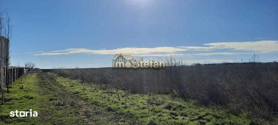 Teren Intravilan Vama Veche | 7.495 mp | Oportunitate Investi?ie