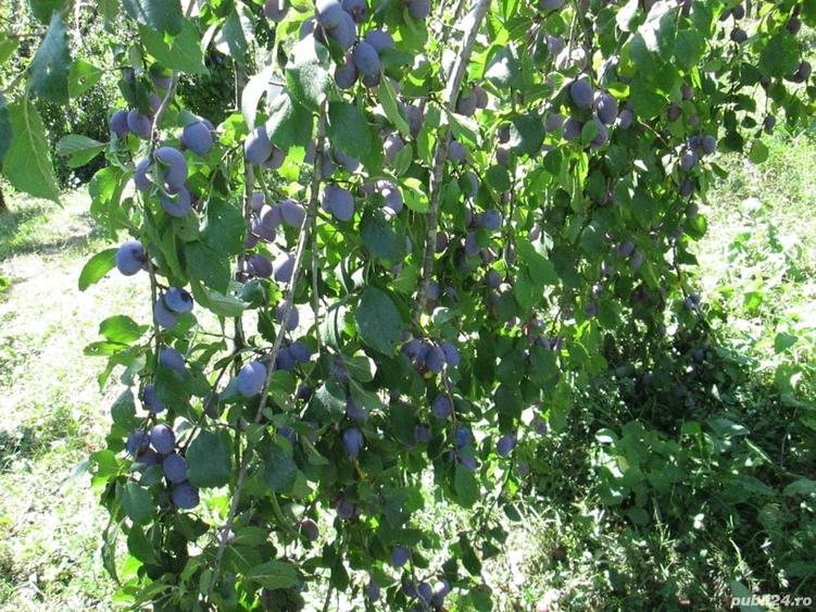 Teren de 4000 mp, în Drăgăneasa