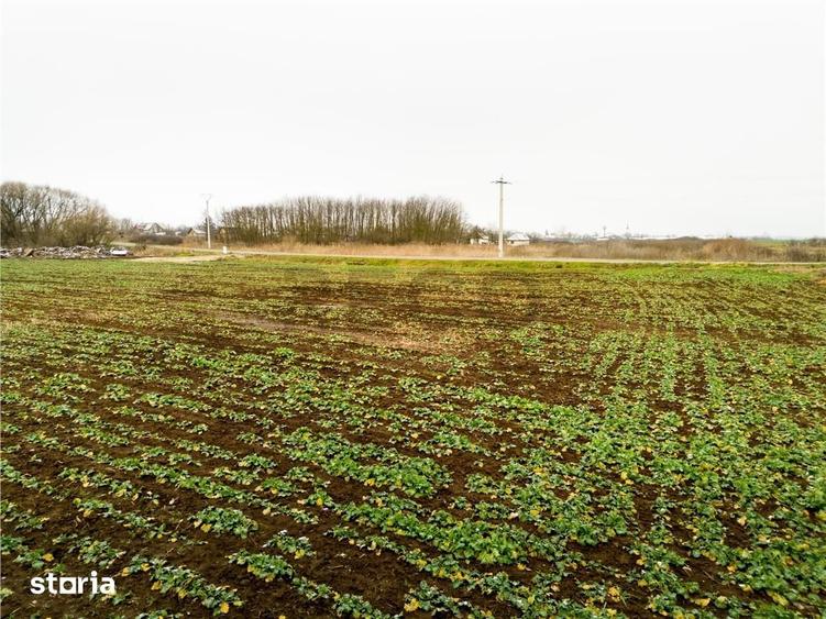 Teren de 5000 mp, în Sânnicolau Român
