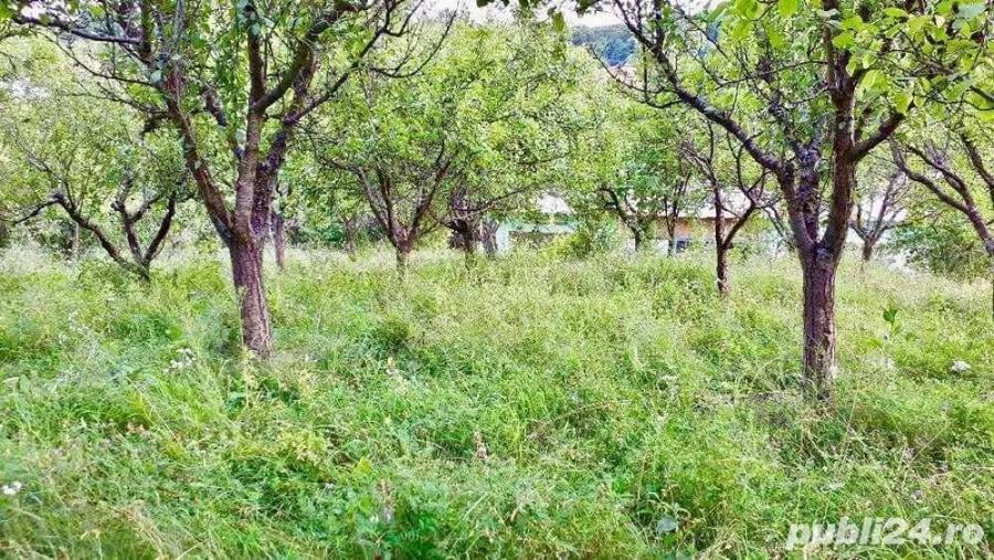 Teren de 3600 mp, în Morilor