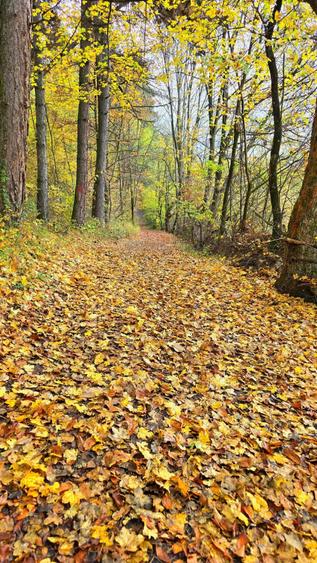 Vand teren la munte, Arges, Corbeni zona Cetatea Poenari Vlad Tepes, Baraj Vidraru - 10