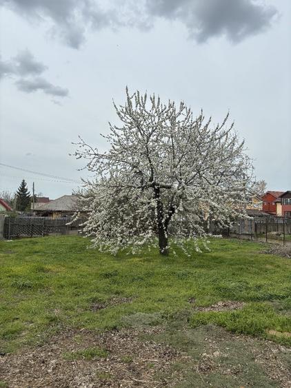 Spațiu comercial, în Roșu