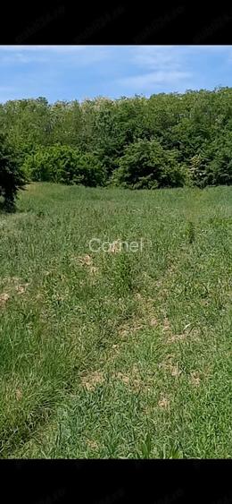 Teren de 1780 mp, în Călinești