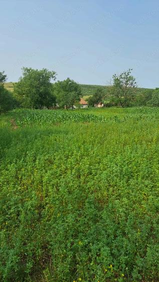 Teren de 2889 mp, în Bencecu de Jos