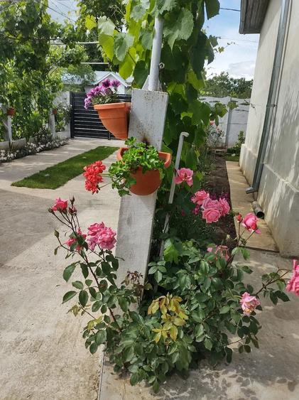 Casă cu Teren 3800 Mp în Redea