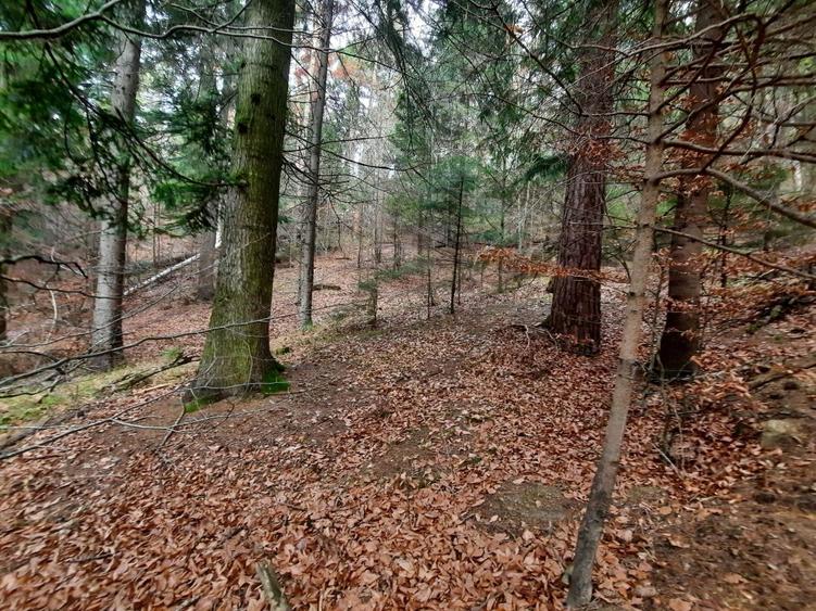 Teren agricol extravilan de 2500 mp, în Vădurele (Alexandru cel Bun)