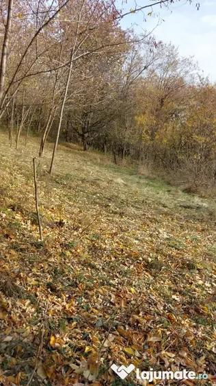 Teren de 1600 mp, în Podu Cheii