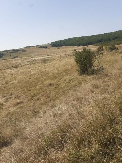 Teren Codlea Brasov - 1