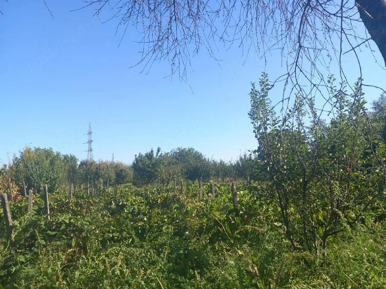 Casă cu Teren 8000 Mp în Central