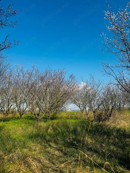 Teren de 1000 mp, în Potârnichea