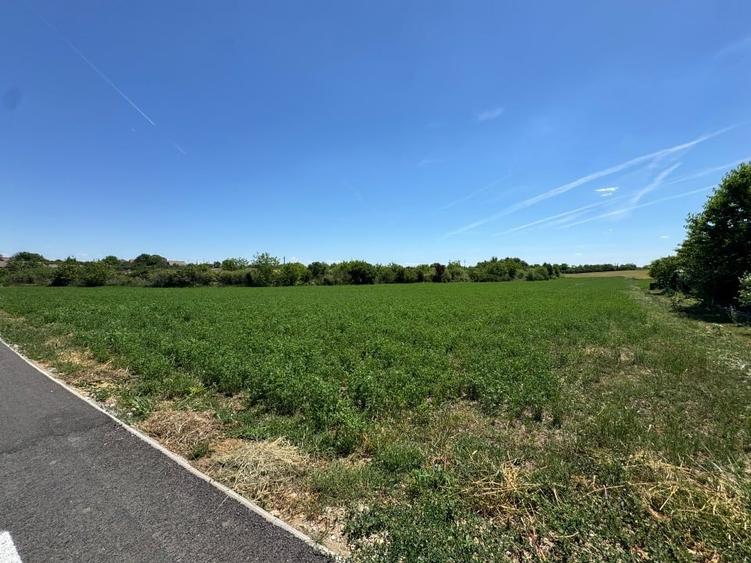 Teren agricol intravilan de 8000 mp, în Bodrogu Nou