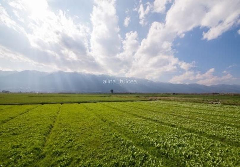 Vand teren agricol extravilan Frecatei