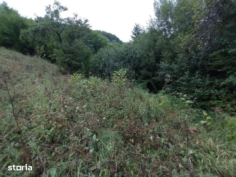Teren de 32000 mp, în Rusca