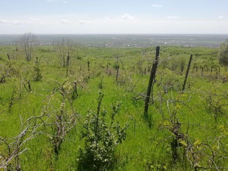 Teren Construcții intravilan de 1333 mp, în Valea Călugărească