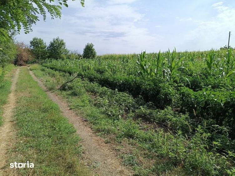 Teren de 1400 mp, în Central