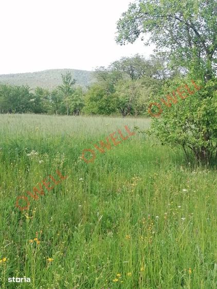 Teren de 8079 mp, în Estelnic