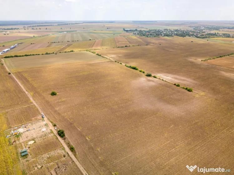 DASCALU TEREN INTRAVILAN 11300 MP, INVESTITIE! - Dascalu (Bucuresti-Ilfov) - 9
