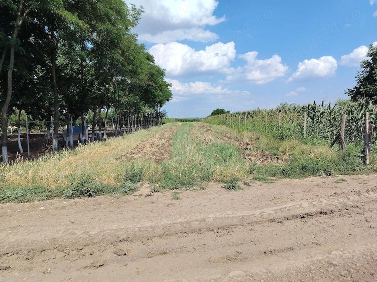 Teren de 4300 mp, în Cudalbi