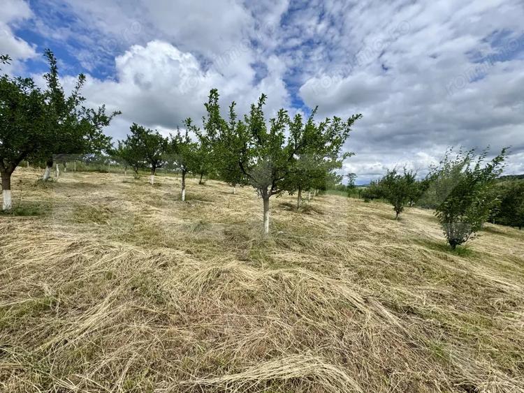 Casă cu Teren 5000 Mp în Drăculea Bandului