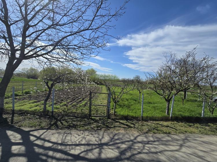Teren Construcții intravilan de 1300 mp, în Curtișoara
