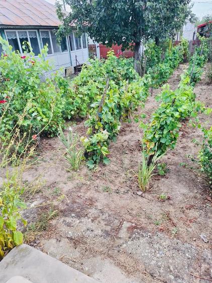 Casă cu 4 camere cu Teren 4338 Mp în Verguleasa
