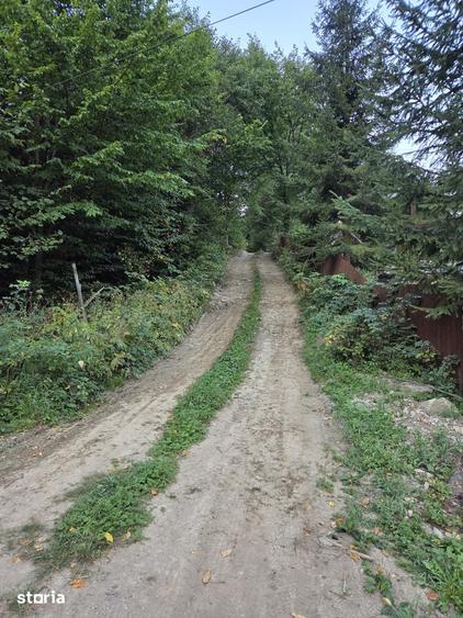 Teren de 5000 mp, în Tarcău