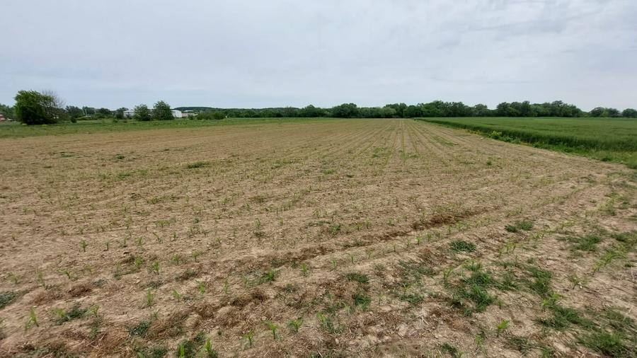 Teren agricol intravilan de 5622 mp, în Măgurele