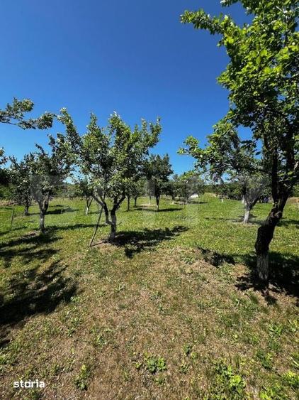 Livada in Arcalia, langa padure - 4.000 mp - 6