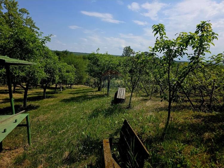 Teren Construcții intravilan de 4516 mp, în Doina