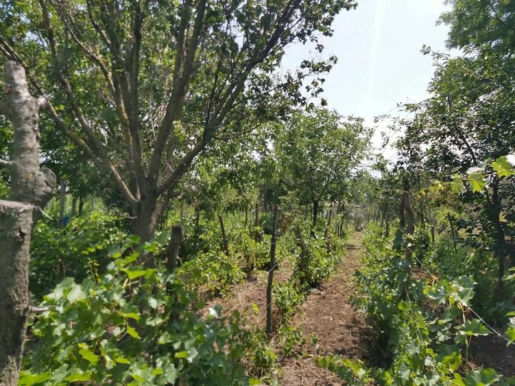 Casă cu 5 camere cu Teren 2000 Mp în Rogojeni