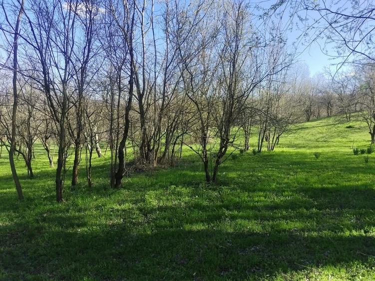Teren de 1506 mp, în Drajna