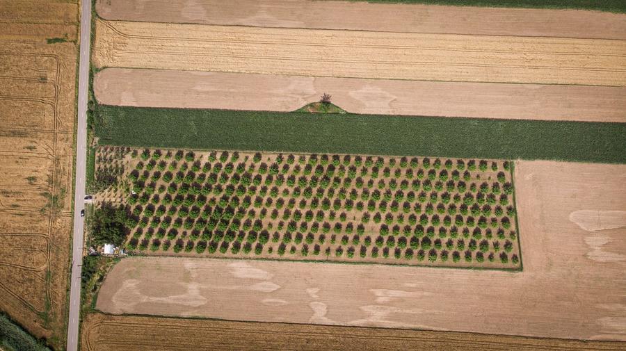 Teren agricol extravilan de 25000 mp, în Macea