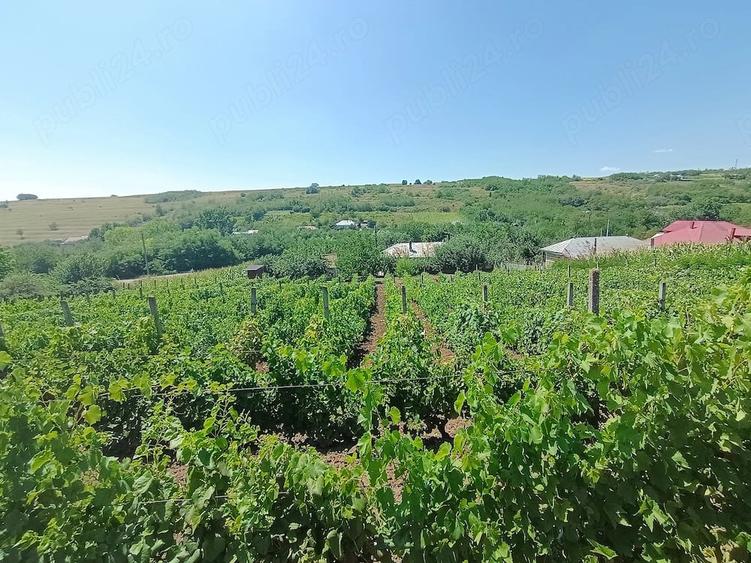 Casă cu 3 camere cu Teren 3116 Mp în Valea lui Darie