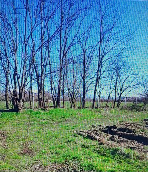 Teren agricol extravilan de 20000 mp, în Vest